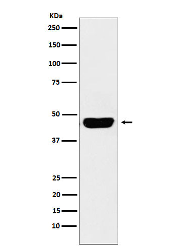Anti-CD134 Monoclonal Antibody Boster Bio