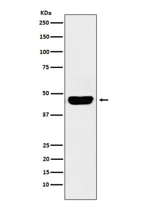 Anti-CD134 Monoclonal Antibody Boster Bio
