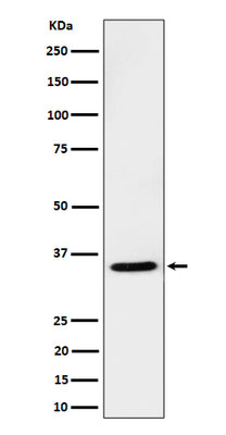 Anti-USF1 Rabbit Monoclonal Antibody Boster Bio