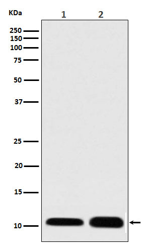 Anti-S100 S100A1 Rabbit Monoclonal Antibody Boster Bio