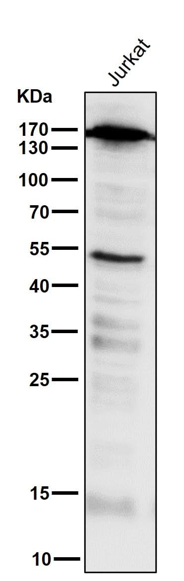 Anti-PELP1 Rabbit Monoclonal Antibody Boster Bio