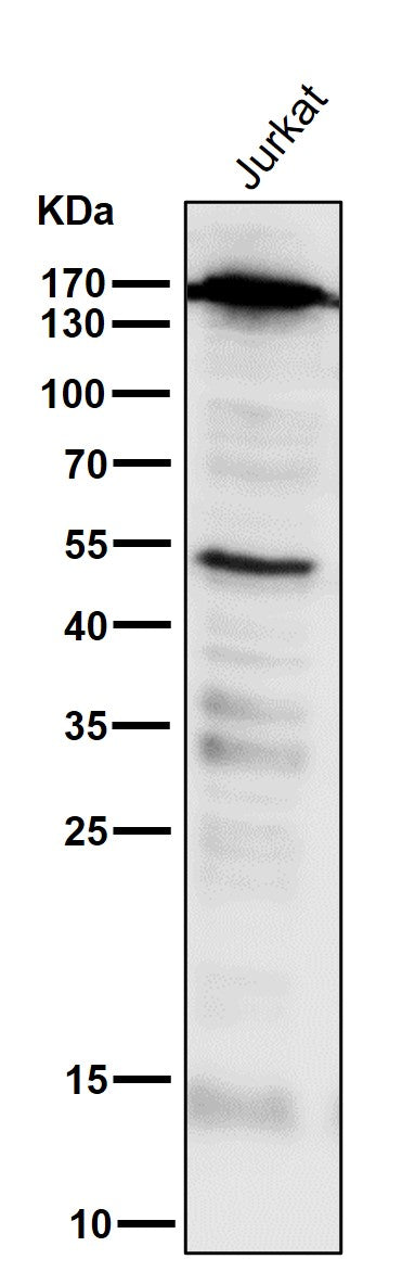Anti-PELP1 Rabbit Monoclonal Antibody Boster Bio