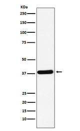 Anti-CRKII Rabbit Monoclonal Antibody Boster Bio