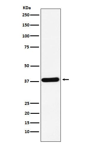 Anti-CRKII Rabbit Monoclonal Antibody Boster Bio