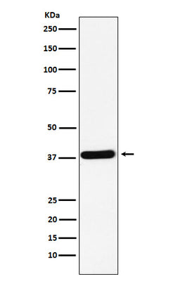 Anti-CRKII Rabbit Monoclonal Antibody Boster Bio
