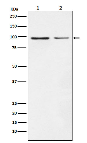 Anti-Dynamin 1 DNM1 Rabbit Monoclonal Antibody Boster Bio