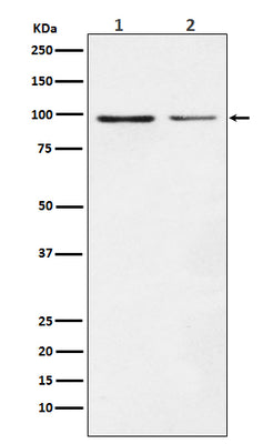 Anti-Dynamin 1 DNM1 Rabbit Monoclonal Antibody Boster Bio