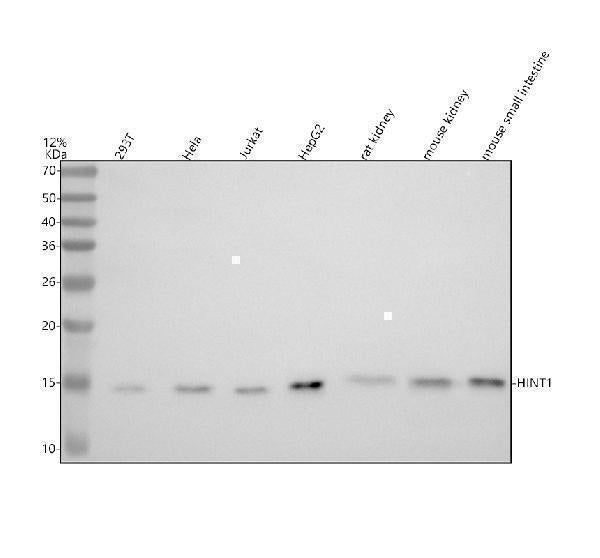 Anti-HINT1 Rabbit Monoclonal Antibody Boster Bio