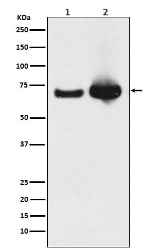 Anti-Grp75 Rabbit Monoclonal Antibody Boster Bio