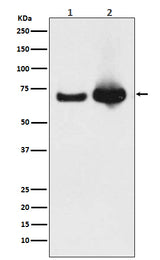 Anti-Grp75 Rabbit Monoclonal Antibody Boster Bio
