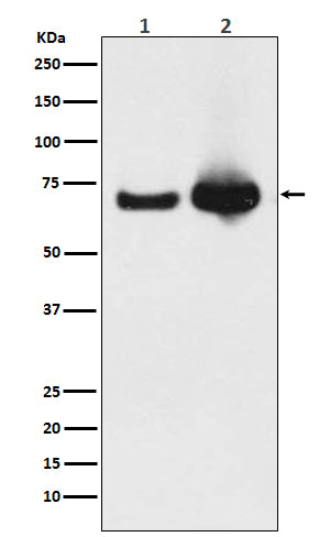 Anti-Grp75 Rabbit Monoclonal Antibody Boster Bio