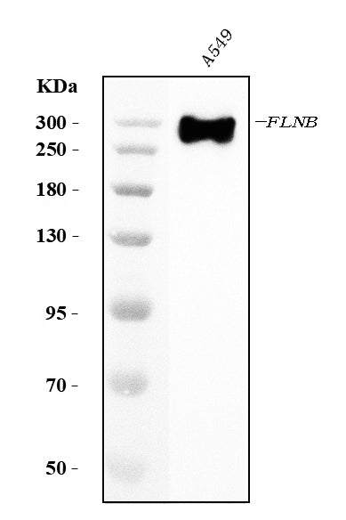 Anti-Filamin B/FLNB Antibody Picoband® (monoclonal, 11E2D2 Boster Bio