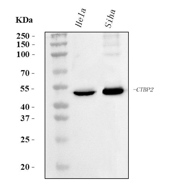 Anti-CTBP2 Antibody Picoband® (monoclonal, 10E9D2 Boster Bio