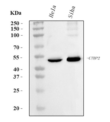 Anti-CTBP2 Antibody Picoband® (monoclonal, 10E9D2 Boster Bio