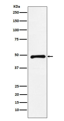 Anti-CTBP2 Rabbit Monoclonal Antibody Boster Bio
