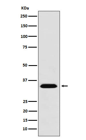 Anti-MBD3 Monoclonal Antibody Boster Bio