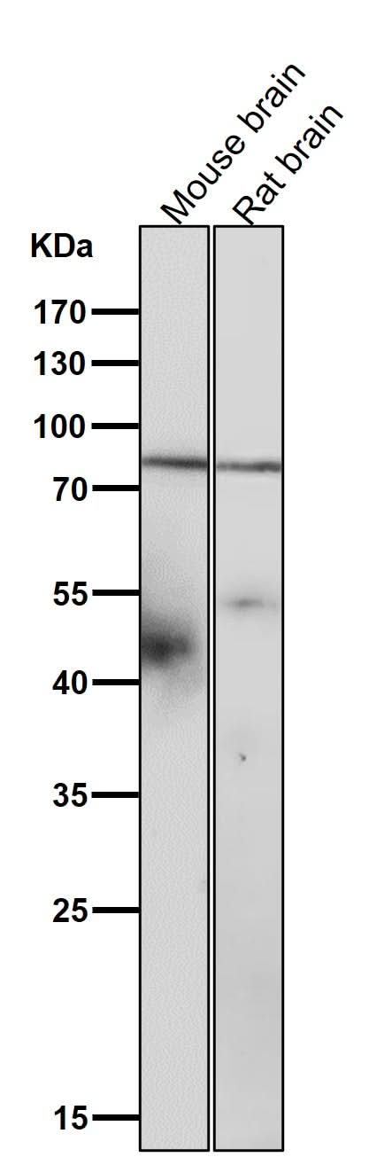 Anti-SMURF 2 Rabbit Monoclonal Antibody Boster Bio