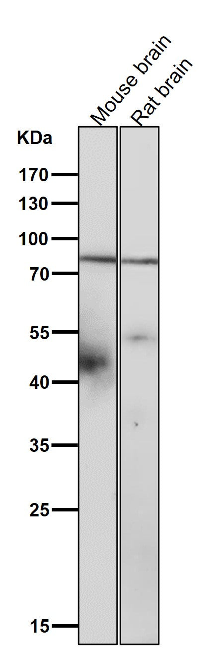 Anti-SMURF 2 Rabbit Monoclonal Antibody Boster Bio