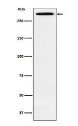 Anti-Smg1 Rabbit Monoclonal Antibody Boster Bio