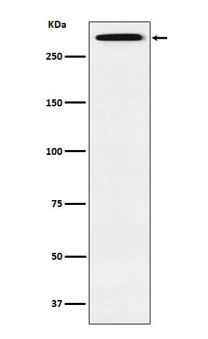Anti-Smg1 Rabbit Monoclonal Antibody Boster Bio