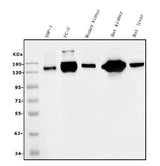 Anti-CD13/ANPEP Picoband® Antibody (monoclonal, 5B9 Boster Bio