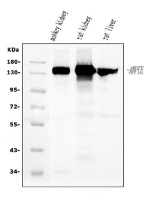 Anti-CD13/ANPEP Antibody Picoband® (monoclonal, 7F2 Boster Bio