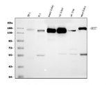 Anti-CD13/ANPEP Antibody Picoband® (monoclonal, 9G5 Boster Bio