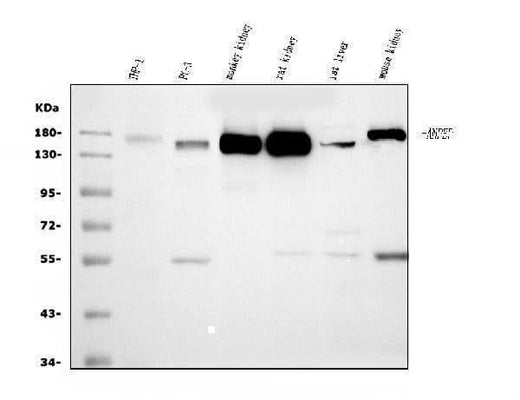 Anti-CD13/ANPEP Antibody Picoband® (monoclonal, 9G5 Boster Bio