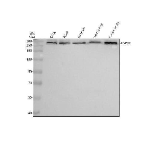 Anti-USP9x Rabbit Monoclonal Antibody Boster Bio