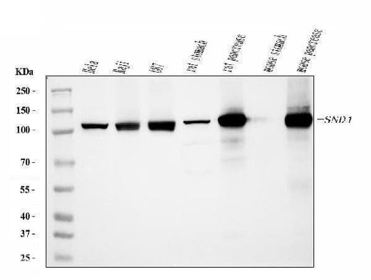 Anti-SND1 Antibody Picoband® (monoclonal, 5F5E9 Boster Bio