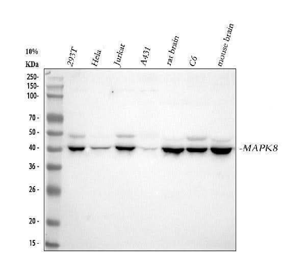 Anti-JNK1 Rabbit Monoclonal Antibody Boster Bio