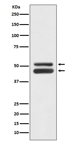 Anti-JNK1/JNK3 MAPK8 Rabbit Monoclonal Antibody Boster Bio