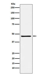 Anti-FRA2 Rabbit Monoclonal Antibody Boster Bio