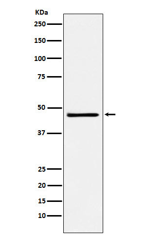 Anti-FRA2 Rabbit Monoclonal Antibody Boster Bio