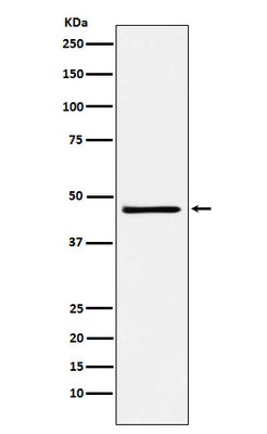 Anti-FRA2 Rabbit Monoclonal Antibody Boster Bio