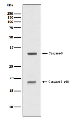 Anti-Caspase-6 p18 CASP6 Rabbit Monoclonal Antibody Boster Bio