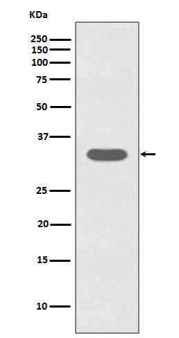Anti-Caspase-6 CASP6 Rabbit Monoclonal Antibody Boster Bio