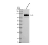 Anti-VE-Cadherin Cdh5-Rabbit Monoclonal Antibody Boster Bio