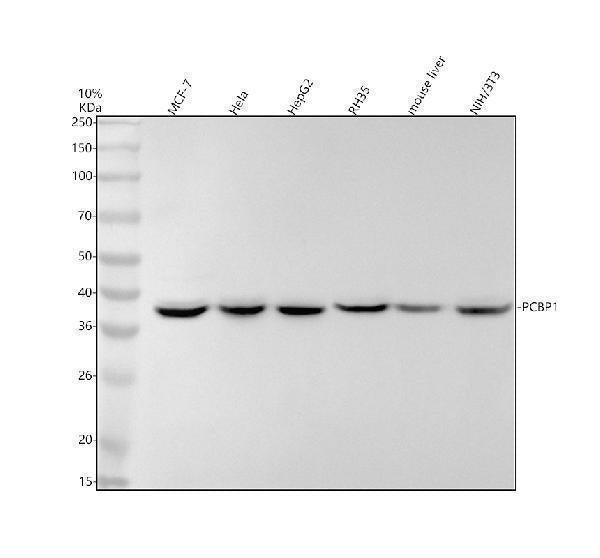 Anti-PCBP1 Rabbit Monoclonal Antibody Boster Bio