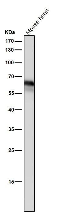 Anti-Yes1 Rabbit Monoclonal Antibody Boster Bio