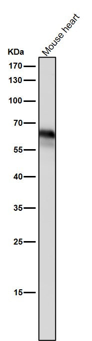Anti-Yes1 Rabbit Monoclonal Antibody Boster Bio