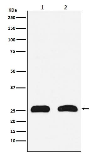 Anti-HMGB2 Rabbit Monoclonal Antibody Boster Bio