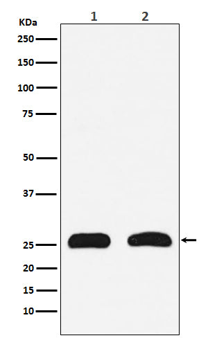 Anti-HMGB2 Rabbit Monoclonal Antibody Boster Bio