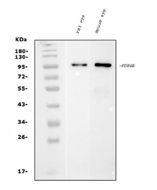 Anti-PDE6 beta/PDE6B Antibody Picoband® (monoclonal, 8I2D7 Boster Bio