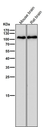 Anti-GluR1 GRIA1 Rabbit Monoclonal Antibody Boster Bio