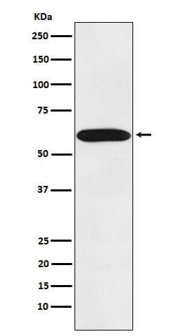 Anti-STIP1 Monoclonal Antibody Boster Bio