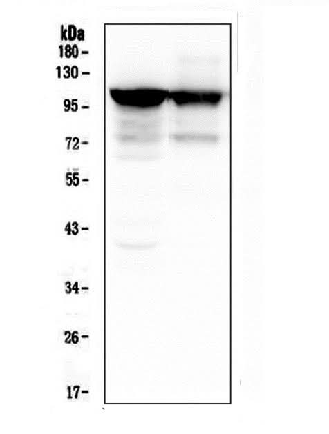 Anti-ACTN3 Antibody Picoband® (monoclonal, 9B5 Boster Bio
