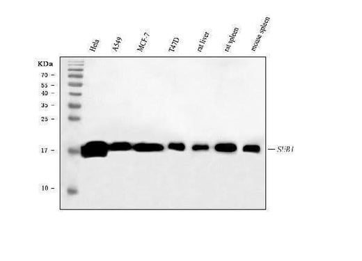 Anti-PC4/SUB1 Antibody Picoband® (monoclonal, 8D9D1 Boster Bio