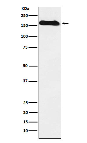 Anti-NAIP Rabbit Monoclonal Antibody Boster Bio