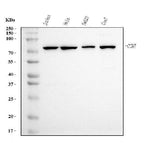 Anti-Cyclin T1 Antibody Picoband® (monoclonal, 3B7 Boster Bio